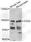 Component Of Oligomeric Golgi Complex 4 antibody, A7792, ABclonal Technology, Western Blot image 