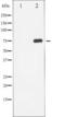 PHF-tau antibody, TA325667, Origene, Western Blot image 
