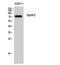 Sphingosine Kinase 2 antibody, PA5-51064, Invitrogen Antibodies, Western Blot image 