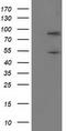 PNMA Family Member 3 antibody, TA502457, Origene, Western Blot image 