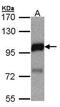 Dynein light chain 1, cytoplasmic antibody, PA5-28443, Invitrogen Antibodies, Western Blot image 
