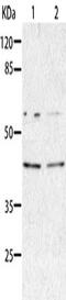 Aminoacyl tRNA synthase complex-interacting multifunctional protein 2 antibody, CSB-PA289421, Cusabio, Western Blot image 