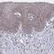 Peroxisomal Biogenesis Factor 14 antibody, HPA049231, Atlas Antibodies, Immunohistochemistry frozen image 