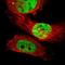 SUFU Negative Regulator Of Hedgehog Signaling antibody, NBP1-87384, Novus Biologicals, Immunofluorescence image 