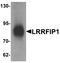 LRR Binding FLII Interacting Protein 1 antibody, A04854-1, Boster Biological Technology, Western Blot image 