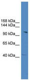 Pre-mRNA-splicing factor CWC22 homolog antibody, TA343901, Origene, Western Blot image 