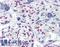 TOP1 Binding Arginine/Serine Rich Protein antibody, LS-B4493, Lifespan Biosciences, Immunohistochemistry frozen image 