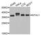 Endonuclease III-like protein 1 antibody, A03207, Boster Biological Technology, Western Blot image 