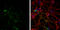 Glutamate Decarboxylase 2 antibody, GTX113192, GeneTex, Immunocytochemistry image 