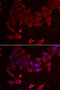 Folliculin antibody, abx004978, Abbexa, Western Blot image 