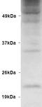 Ubiquitin B antibody, LS-B8170, Lifespan Biosciences, Western Blot image 