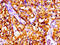 Cardiotrophin-1 antibody, LS-C669853, Lifespan Biosciences, Immunohistochemistry paraffin image 