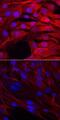 Myogenic factor 5 antibody, AF4027, R&D Systems, Immunofluorescence image 