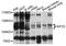 Kinesin Family Member 23 antibody, abx126056, Abbexa, Western Blot image 