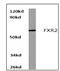 Fragile X mental retardation syndrome-related protein 2 antibody, AP06702PU-N, Origene, Western Blot image 
