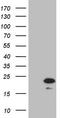Peptidylprolyl Isomerase F antibody, TA809060, Origene, Western Blot image 