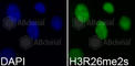 Histone H3 antibody, A3153, ABclonal Technology, Immunofluorescence image 