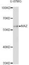 Myc-associated zinc finger protein antibody, LS-C747989, Lifespan Biosciences, Western Blot image 