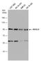N-Acetyl-Alpha-Glucosaminidase antibody, GTX114569, GeneTex, Western Blot image 