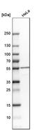 Mitochondrially Encoded NADH:Ubiquinone Oxidoreductase Core Subunit 4 antibody, HPA053928, Atlas Antibodies, Western Blot image 