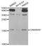 GABA Type A Receptor-Associated Protein antibody, TA332791, Origene, Western Blot image 