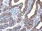 Keratin 5 antibody, PA5-29670, Invitrogen Antibodies, Immunohistochemistry frozen image 