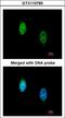 Transducin Beta Like 1 X-Linked Receptor 1 antibody, LS-C186178, Lifespan Biosciences, Immunocytochemistry image 