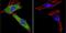 Nuclear Receptor Subfamily 3 Group C Member 1 antibody, NB120-3579, Novus Biologicals, Immunofluorescence image 