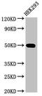 Transforming Growth Factor Beta 1 Induced Transcript 1 antibody, orb401268, Biorbyt, Western Blot image 