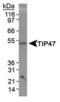 PP17 antibody, TA301687, Origene, Western Blot image 