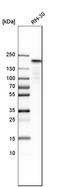 DNA topoisomerase 2-alpha antibody, HPA006458, Atlas Antibodies, Western Blot image 