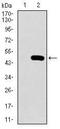 Prosaposin antibody, MA5-17159, Invitrogen Antibodies, Western Blot image 