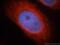 PTK6 antibody, 18697-1-AP, Proteintech Group, Immunofluorescence image 