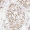 Zinc Finger Protein 540 antibody, HPA003444, Atlas Antibodies, Immunohistochemistry frozen image 