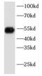 Keratin 8 antibody, FNab02222, FineTest, Western Blot image 