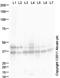 Epithelial Cell Adhesion Molecule antibody, ab71916, Abcam, Western Blot image 