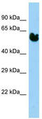 Heat Shock Protein Family A (Hsp70) Member 14 antibody, TA331917, Origene, Western Blot image 