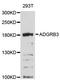 Adhesion G Protein-Coupled Receptor B3 antibody, LS-C747202, Lifespan Biosciences, Western Blot image 