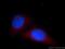 Eukaryotic Translation Initiation Factor 2D antibody, 12840-1-AP, Proteintech Group, Immunofluorescence image 