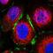 Engulfment and cell motility protein 3 antibody, HPA021484, Atlas Antibodies, Immunofluorescence image 
