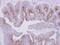 Microtubule Associated Protein 7 antibody, NBP2-17222, Novus Biologicals, Immunohistochemistry paraffin image 