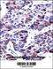 Dual Specificity Phosphatase 9 antibody, 57-334, ProSci, Immunohistochemistry paraffin image 