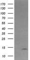 Keratin Associated Protein 2-4 antibody, NBP2-45784, Novus Biologicals, Western Blot image 