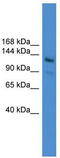 La Ribonucleoprotein Domain Family Member 1 antibody, TA343965, Origene, Western Blot image 