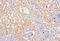 Stromelysin-2 antibody, orb238978, Biorbyt, Immunohistochemistry paraffin image 