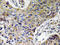 ATP Synthase Membrane Subunit F antibody, AP20619PU-N, Origene, Immunohistochemistry frozen image 