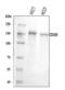 CD163 antibody, A00812-1, Boster Biological Technology, Western Blot image 