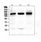 GRIN2B antibody, PB9373, Boster Biological Technology, Western Blot image 