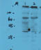Phosphatidylcholine:ceramide cholinephosphotransferase 1 antibody, orb4556, Biorbyt, Western Blot image 