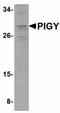 Phosphatidylinositol Glycan Anchor Biosynthesis Class Y antibody, orb75110, Biorbyt, Western Blot image 